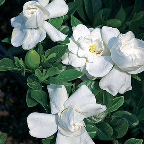 Le Gardénia de jardin - Gardenia jasminoides crown jewel