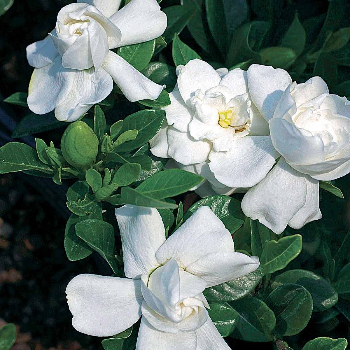 2 Gardénias de jardin - Gardenia jasminoides crown jewel