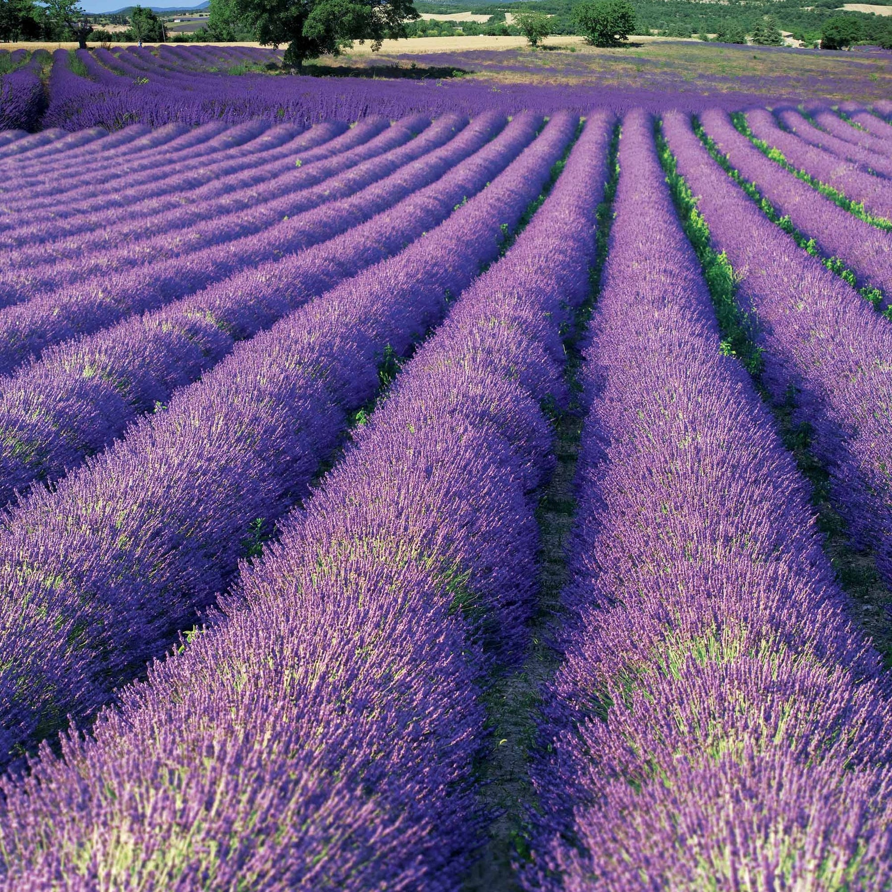 2 Lavandes de Grasse - Lavandula angustifolia grosso - Plantes