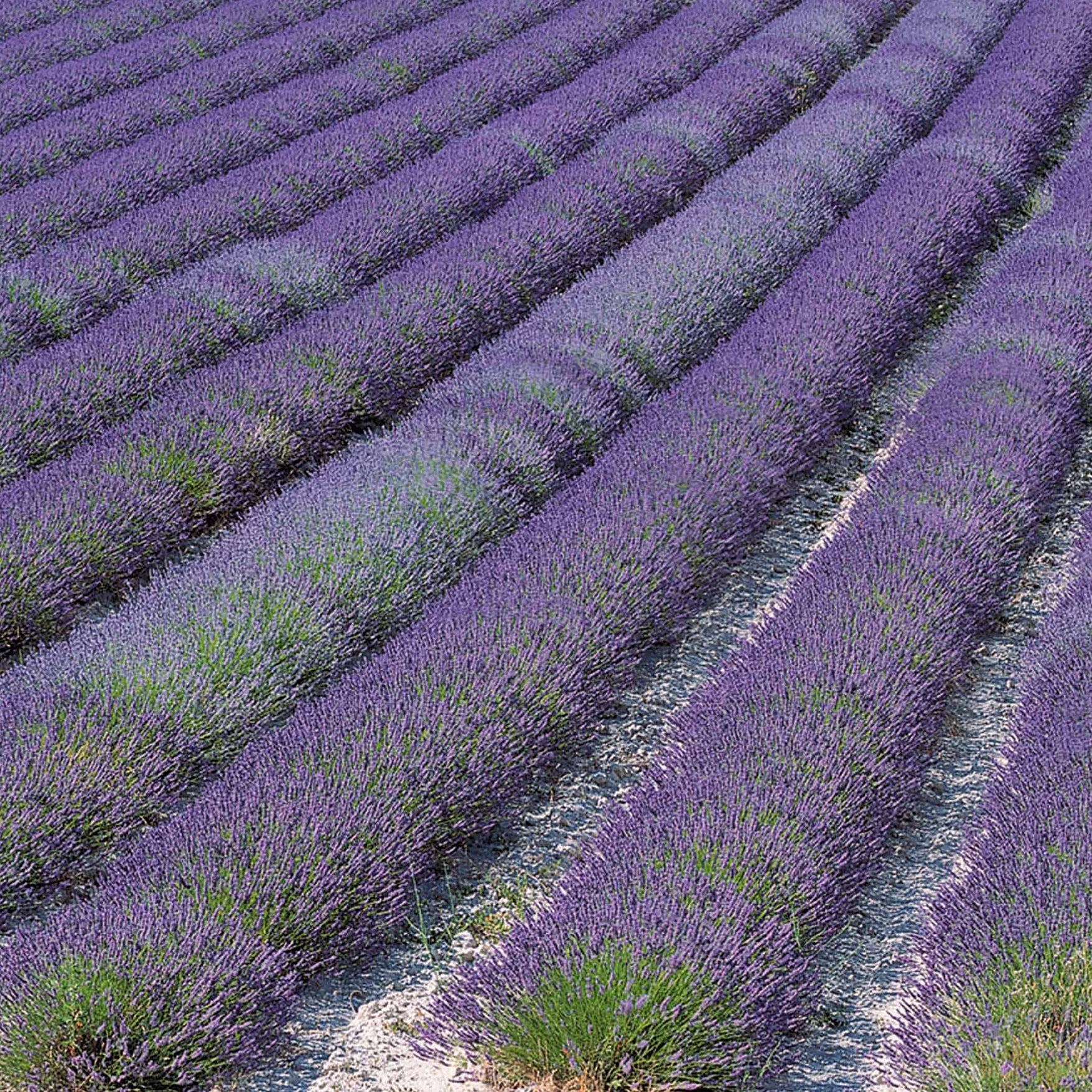 2 Lavandes de Grasse - Lavandula angustifolia grosso - Plantes vivaces