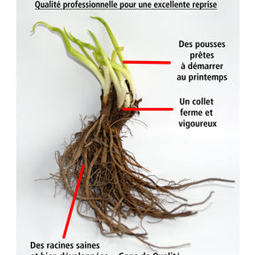 10 Saponaires ocymoides - Saponaria ocymoides