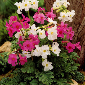 8 Terreurs des taupes (4 blanches + 4 roses) - Incarvillea delavayi - Plantes