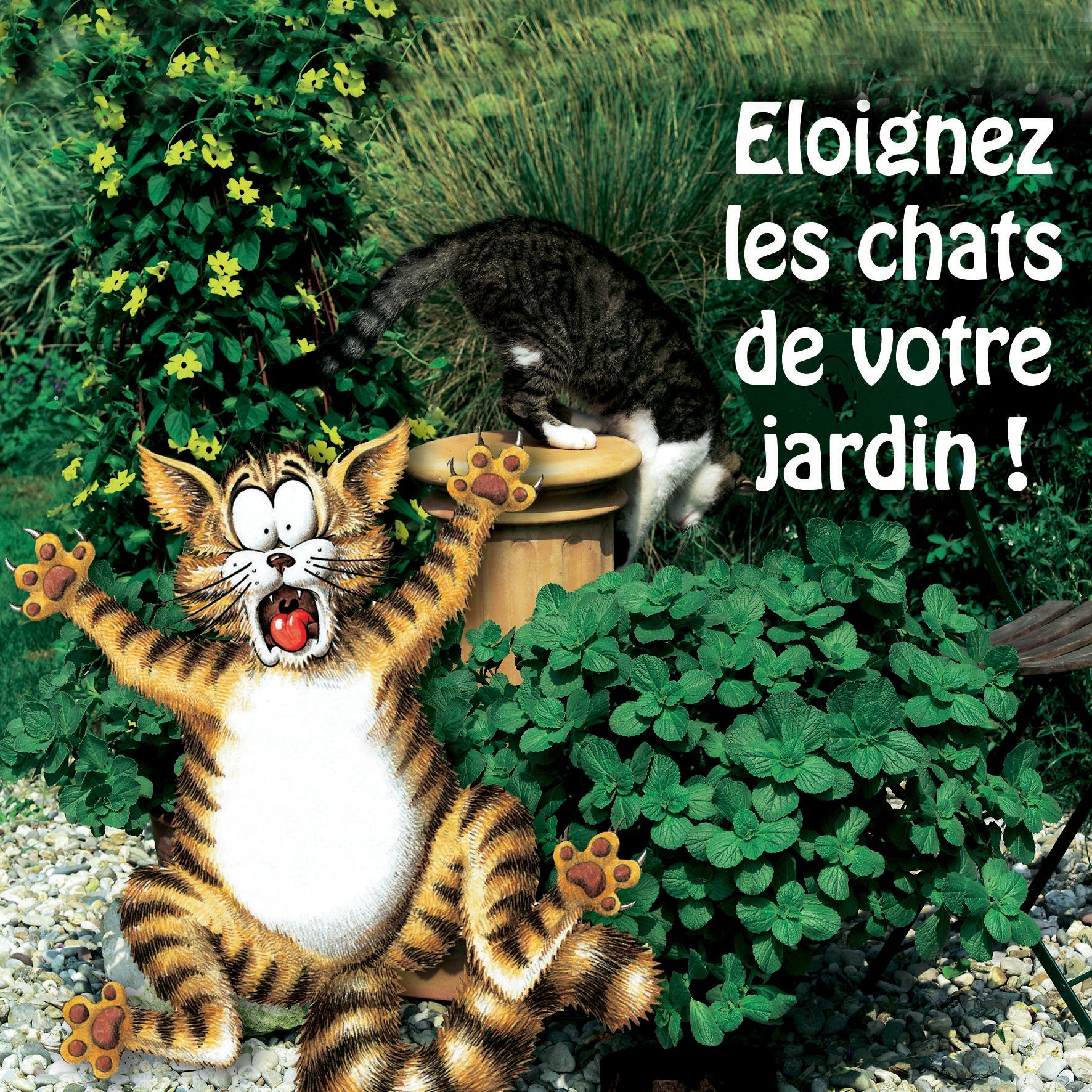 6 Terreurs des chats - Coleus canina - Plantes