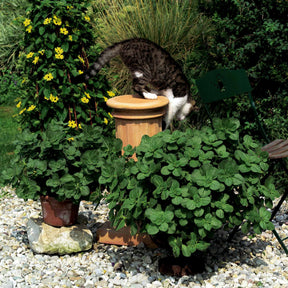 6 Terreurs des chats - Coleus canina - Plantes vivaces