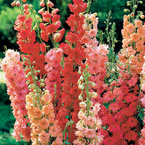 5 Pieds d'alouette rouge pastel en mélange - Delphinium - Plantes