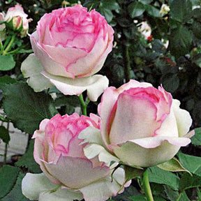 2 Rosiers grimpants Pierre de Ronsard ® Meiviolin - Rosa pierre de ronsard ® meiviolin - Rosiers