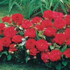 6 Mini-rosiers Randilla rouges - Rosa randilla - Plantes