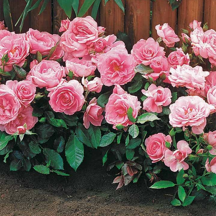 6 Mini-rosiers Randilla roses - Rosa randilla - Plantes