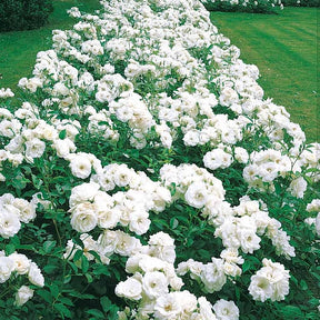 2 Rosiers Princesse de Galles ® Hardinkum - Rosa floribunda princesse de galles ® hardinkum - Plantes