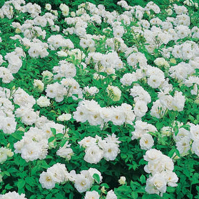 2 Rosiers Princesse de Galles ® Hardinkum - Rosa floribunda princesse de galles ® hardinkum - Rosiers