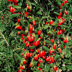 2 Gojis - Lycium barbarum - Plantes