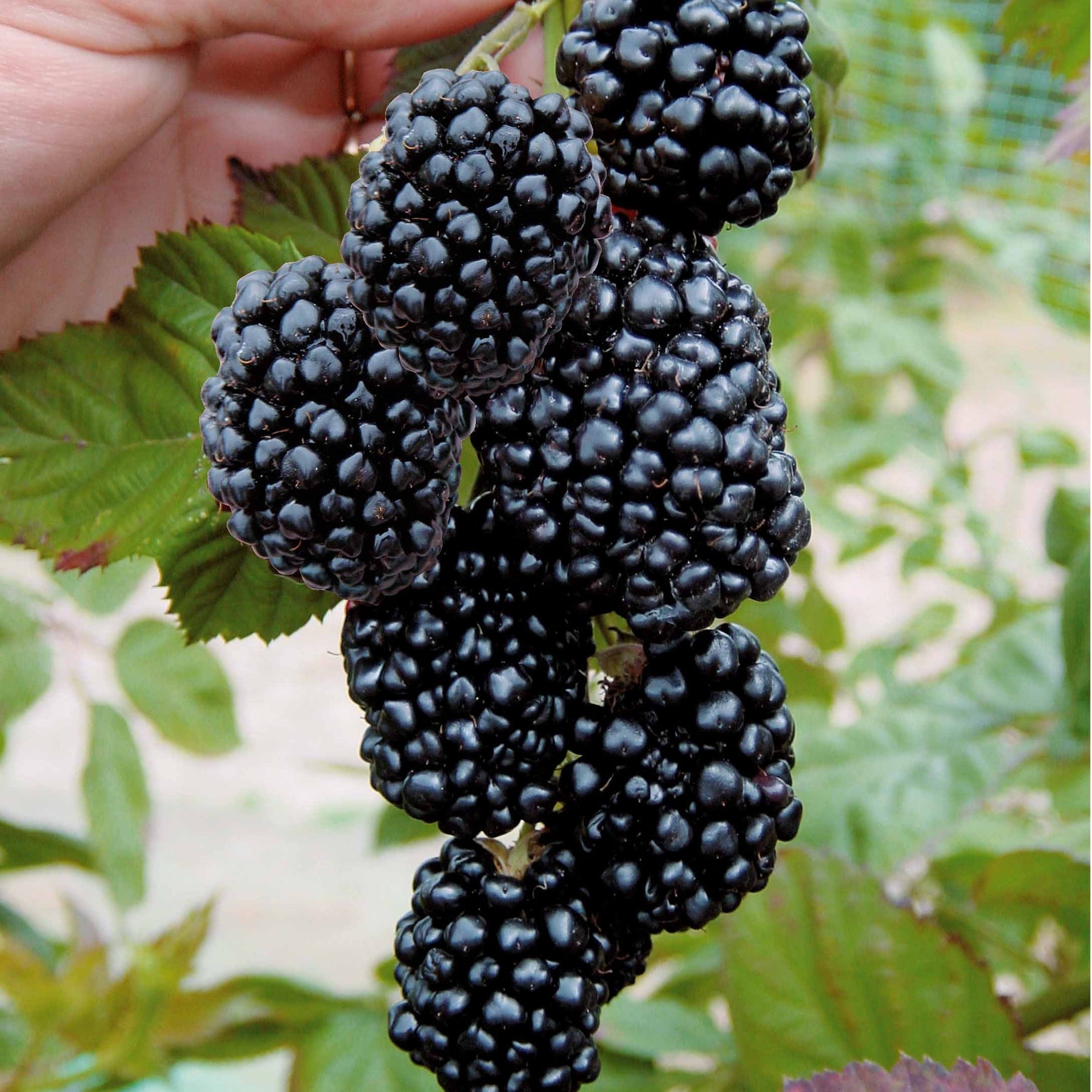 2 Mûriers aux fruits géants Triple Crown - Rubus fruticosus triple crown - Plantes