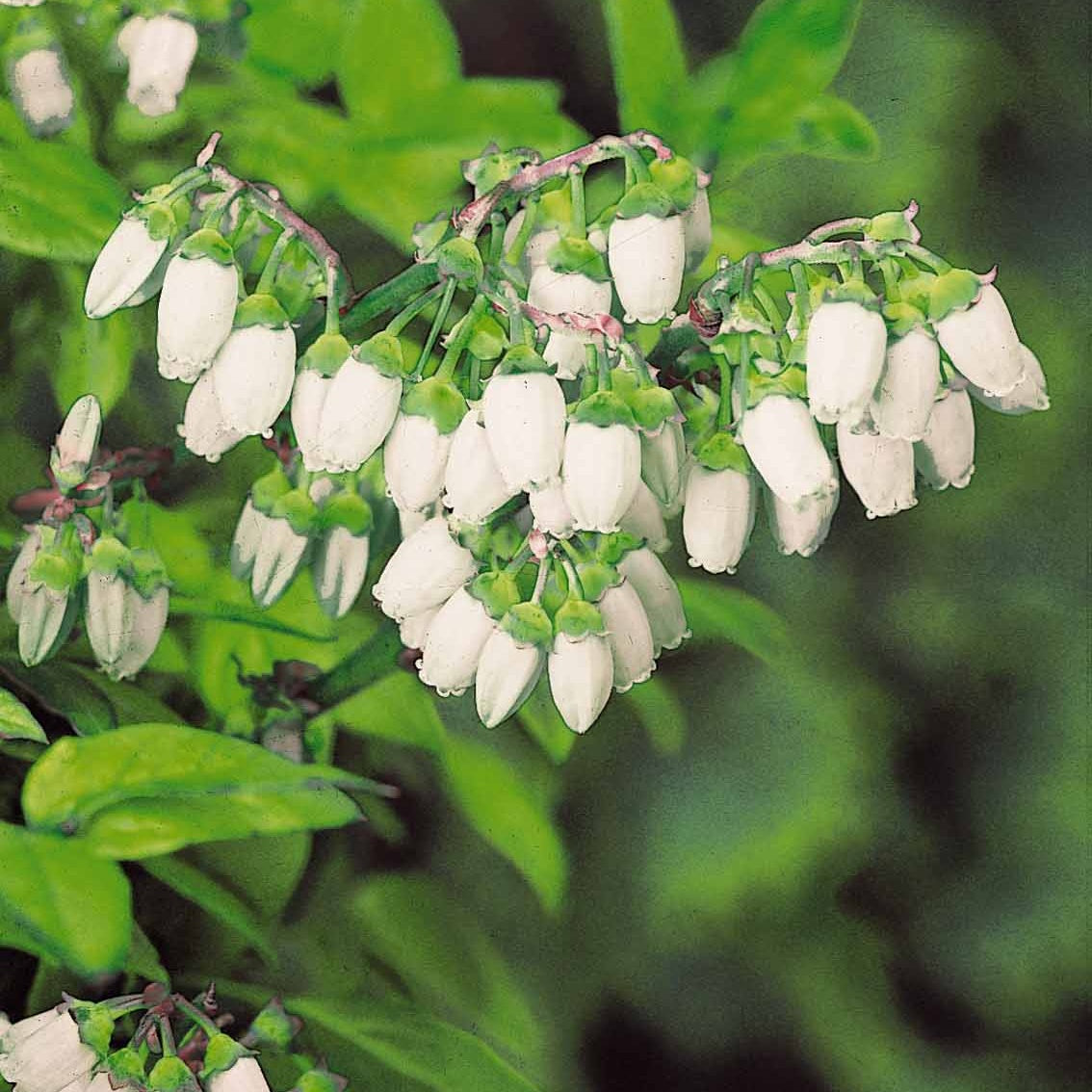 2 Myrtilliers 'Giant Patriot' - Vaccinium corymbosum giant patriot - Fruitiers Arbres et arbustes