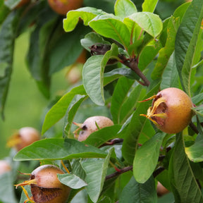 Néflier d'Allemagne - Mespilus germanica - Plantes