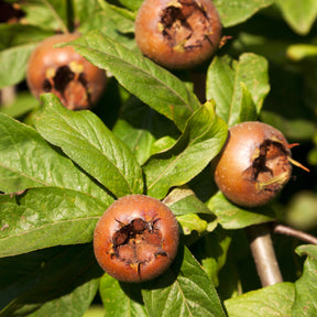 Néflier d'Allemagne - Mespilus germanica