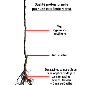 Amandier autofertile All in One (scion) - Prunus dulcis all in  one