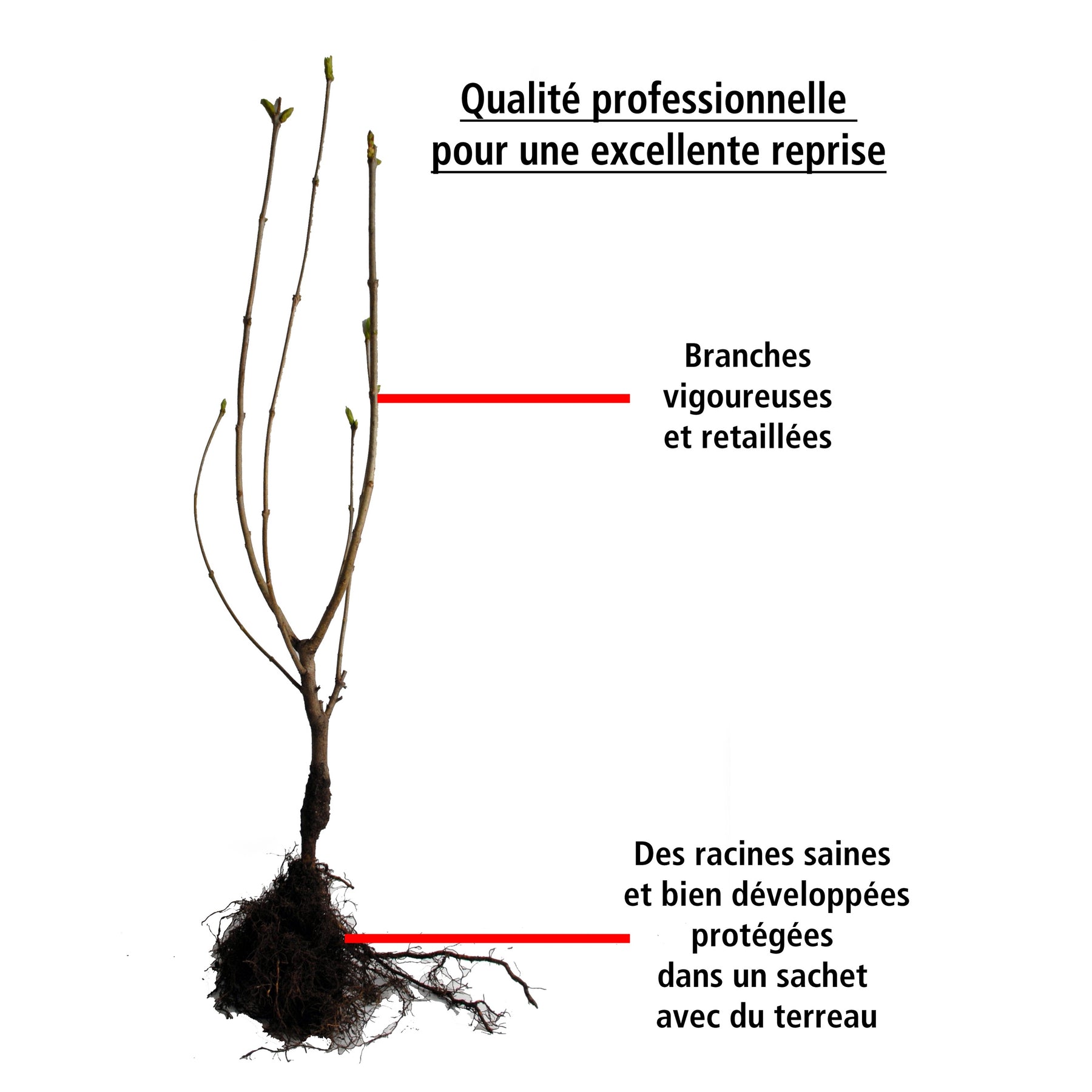 Amandier autofertile All in one (gob.2 ans) - Prunus dulcis all in one