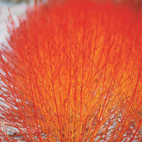 2 Cornouillers fluo - Cornus sanguinea winter flame ® anny - Plantes