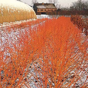 2 Cornouillers fluo - Cornus sanguinea winter flame ® anny - Arbustes