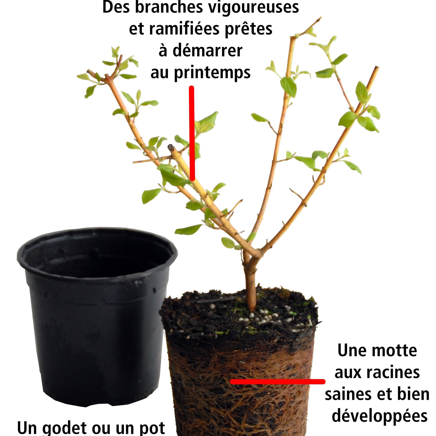 2 Cornouillers fluo - Cornus sanguinea winter flame ® anny - Cornouillers