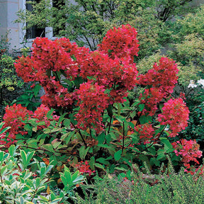 2 Hortensias à panicules Diamant Rouge - Hydrangea paniculata diamant rouge ® rendia - Plantes