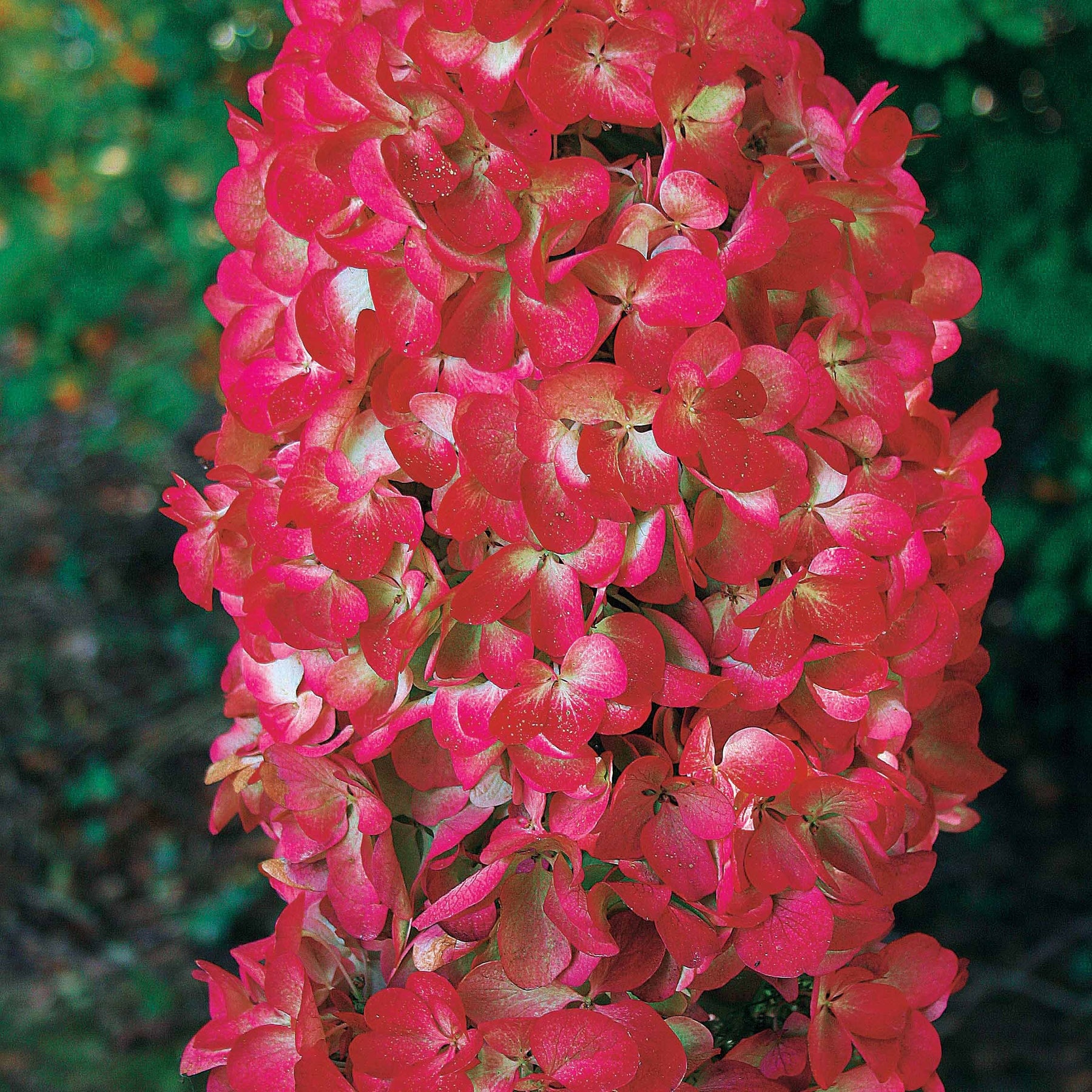 2 Hortensias à panicules Diamant Rouge - Hydrangea paniculata diamant rouge ® rendia - Arbustes