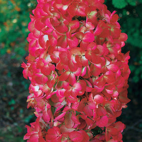 2 Hortensias à panicules Diamant Rouge - Hydrangea paniculata diamant rouge ® rendia - Arbustes