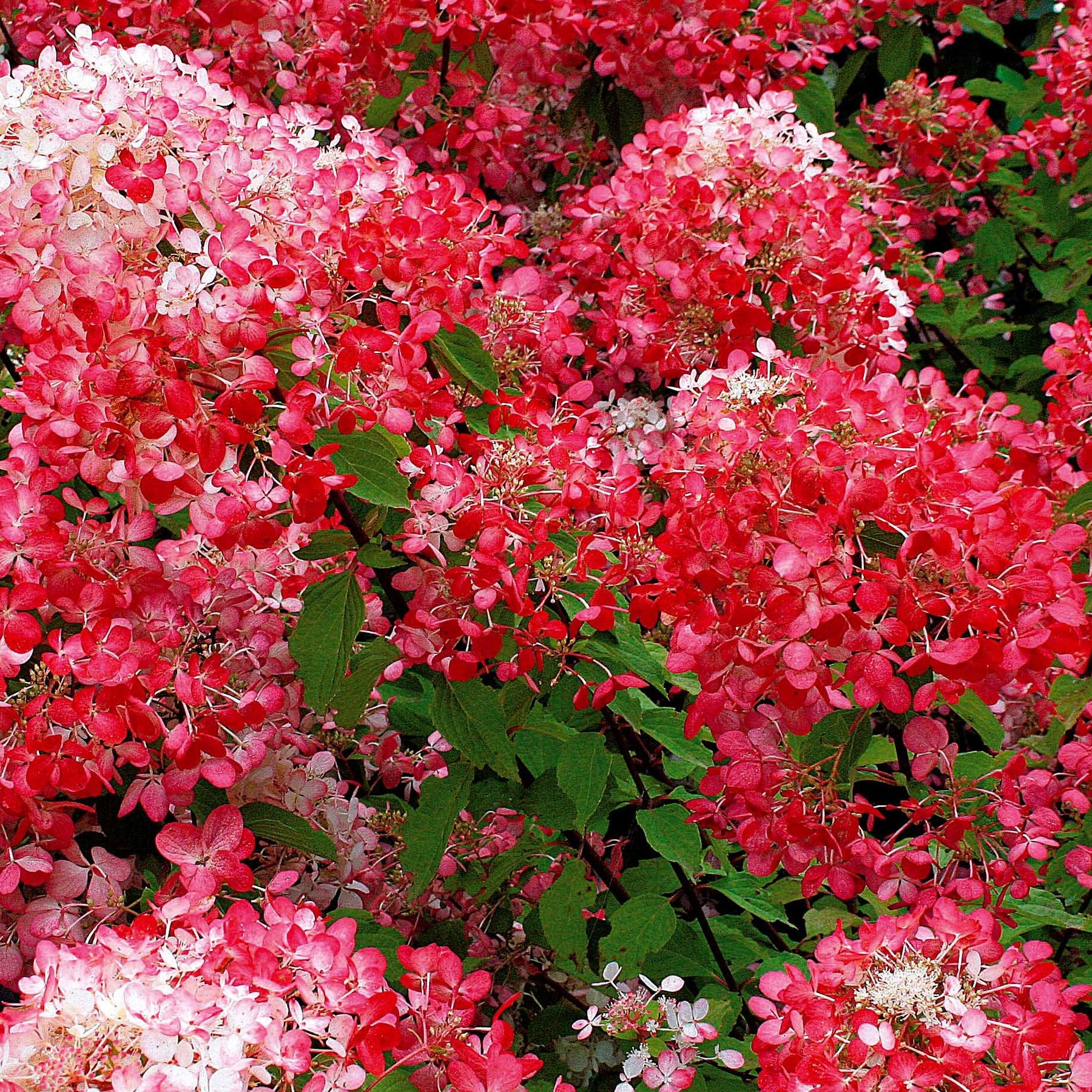 2 Hortensias à panicules Diamant Rouge - Hydrangea paniculata diamant rouge ® rendia - Hortensias