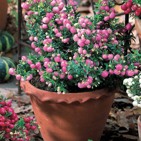 Gaultheria rose - Gaultheria mucronata - Plantes