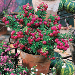 Gaultheria rouge - Gaultheria mucronata - Plantes