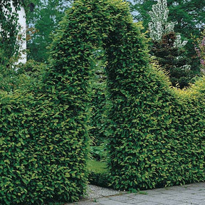 20 Charmes - Haie de 7 m linéaire - Carpinus betulus - Plantes