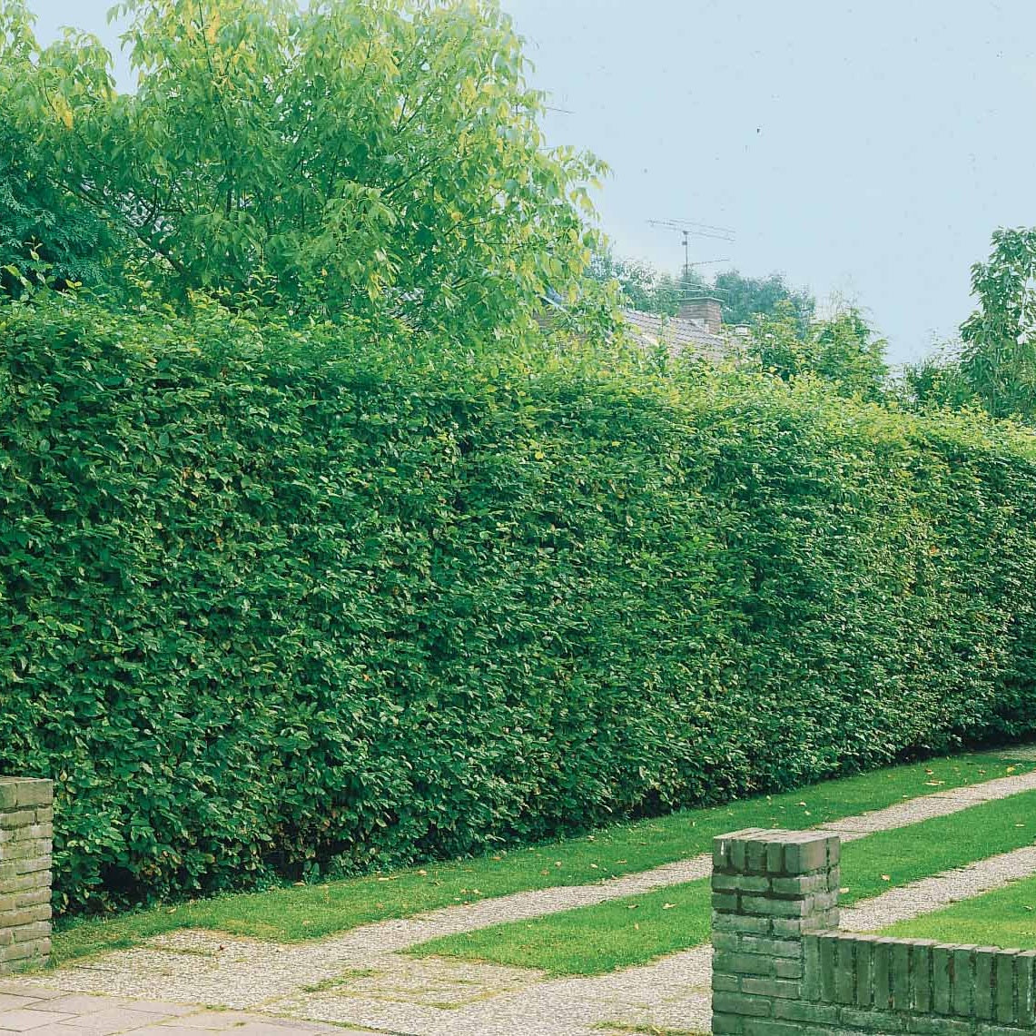 20 Charmes - Haie de 7 m linéaire - Carpinus betulus - Arbustes