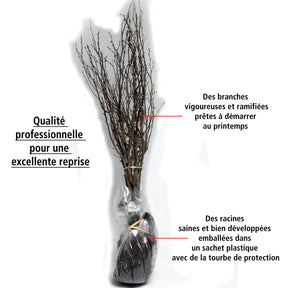 20 Charmes - Haie de 7 m linéaire - Carpinus betulus