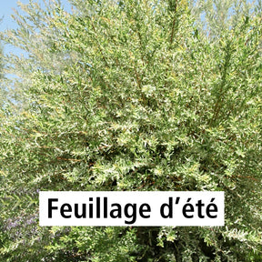 10 Saules Crevette - Haie de 6 m linéaire - Salix integra hakuro nishiki