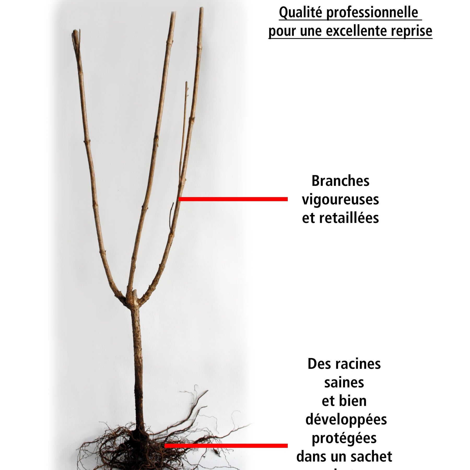 10 Saules Crevette - Haie de 6 m linéaire - Salix integra hakuro nishiki