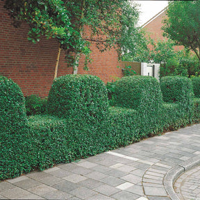 20 Troènes verts - Haie de 10 m linéaire - Ligustrum ovalifolium - Plantes