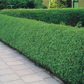 20 Troènes verts - Haie de 10 m linéaire - Ligustrum ovalifolium - Arbustes