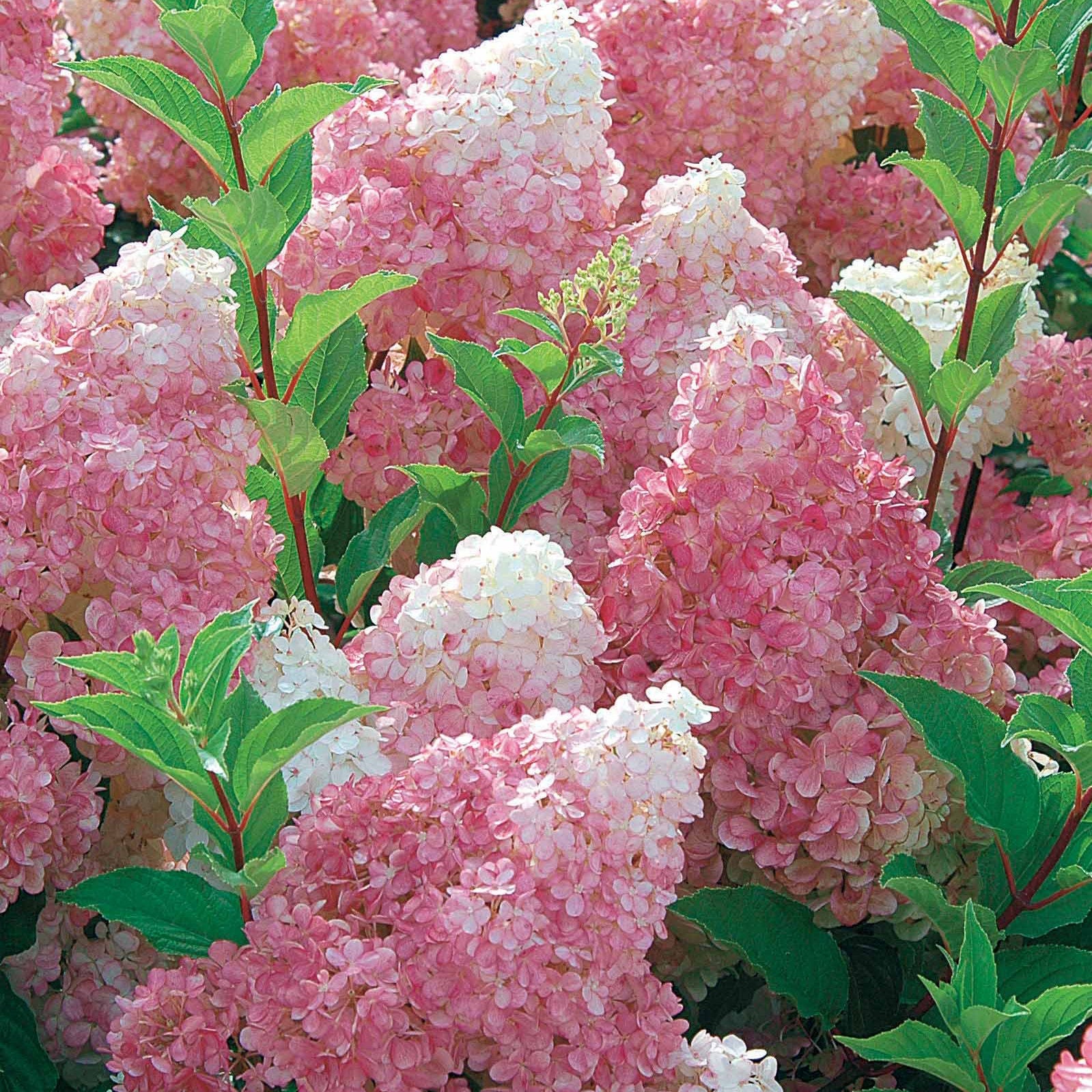 2 Hortensias Vanille Fraise® Renhy - Hydrangea paniculata vanille fraise® renhy - Plantes