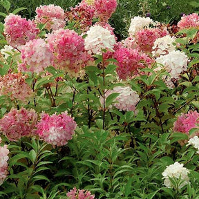 2 Hortensias Vanille Fraise® Renhy - Hydrangea paniculata vanille fraise® renhy - Arbustes