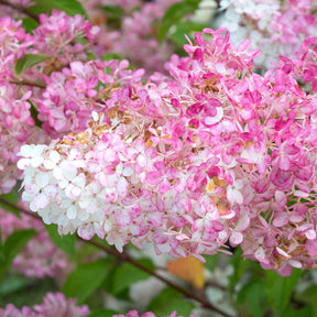 2 Hortensias Vanille Fraise® Renhy - Hydrangea paniculata vanille fraise® renhy - Hortensias