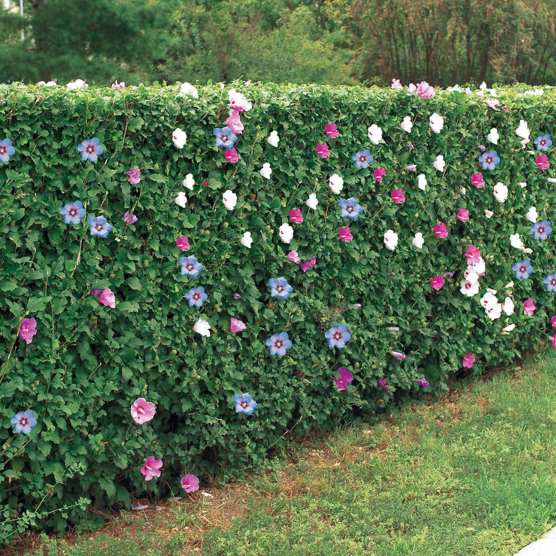 10 Hibiscus de jardin - Haie de 8 m linéaire - Hibiscus syriacus - Arbustes