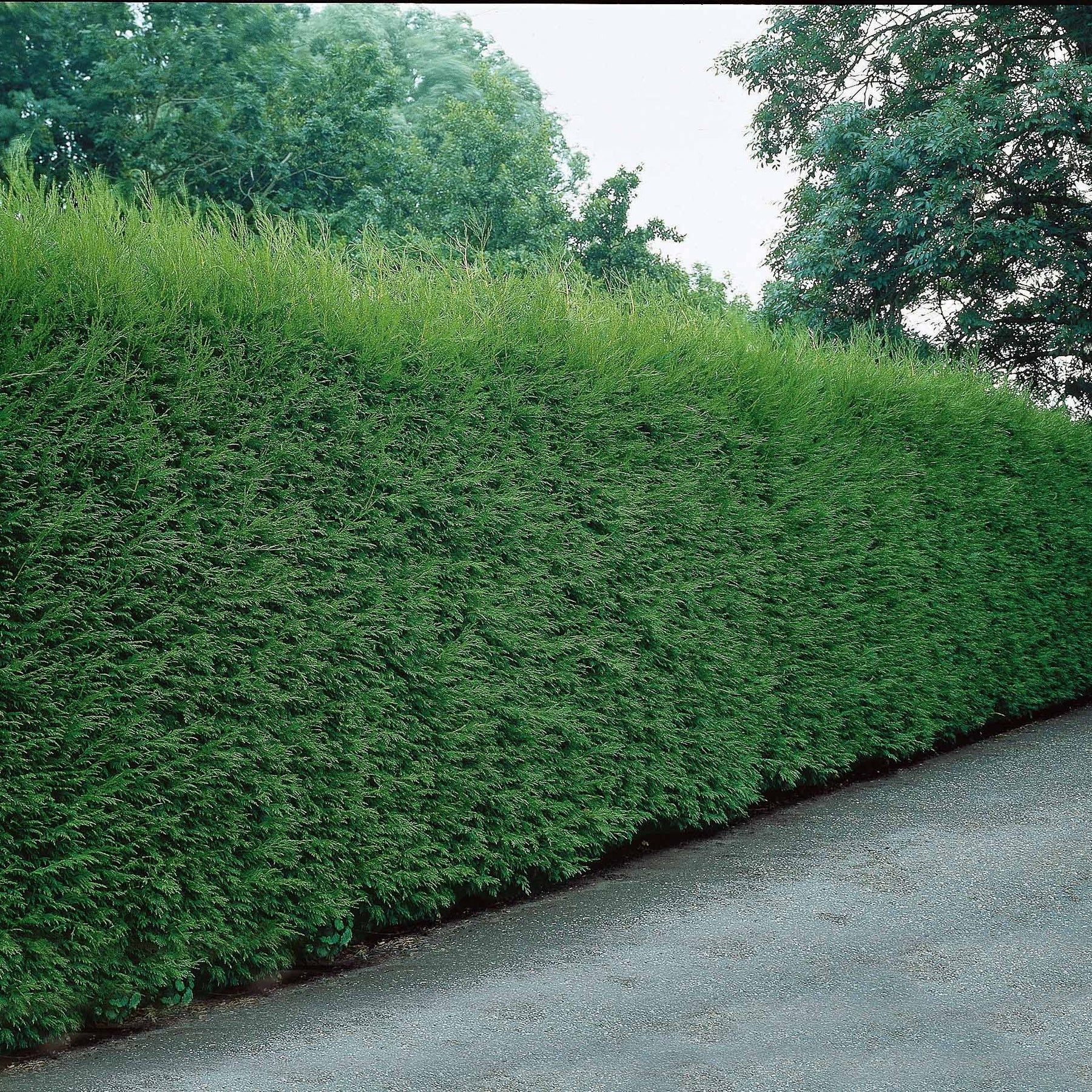 5 Cyprès vert de Leyland - Haie de 3,5 m linéaire - Cupressocyparis leylandii - Plantes