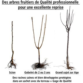 Pêcher Sauzee Bel® pêche plate à chair blanche - Prunus persica sauzee bel ® - Pêcher