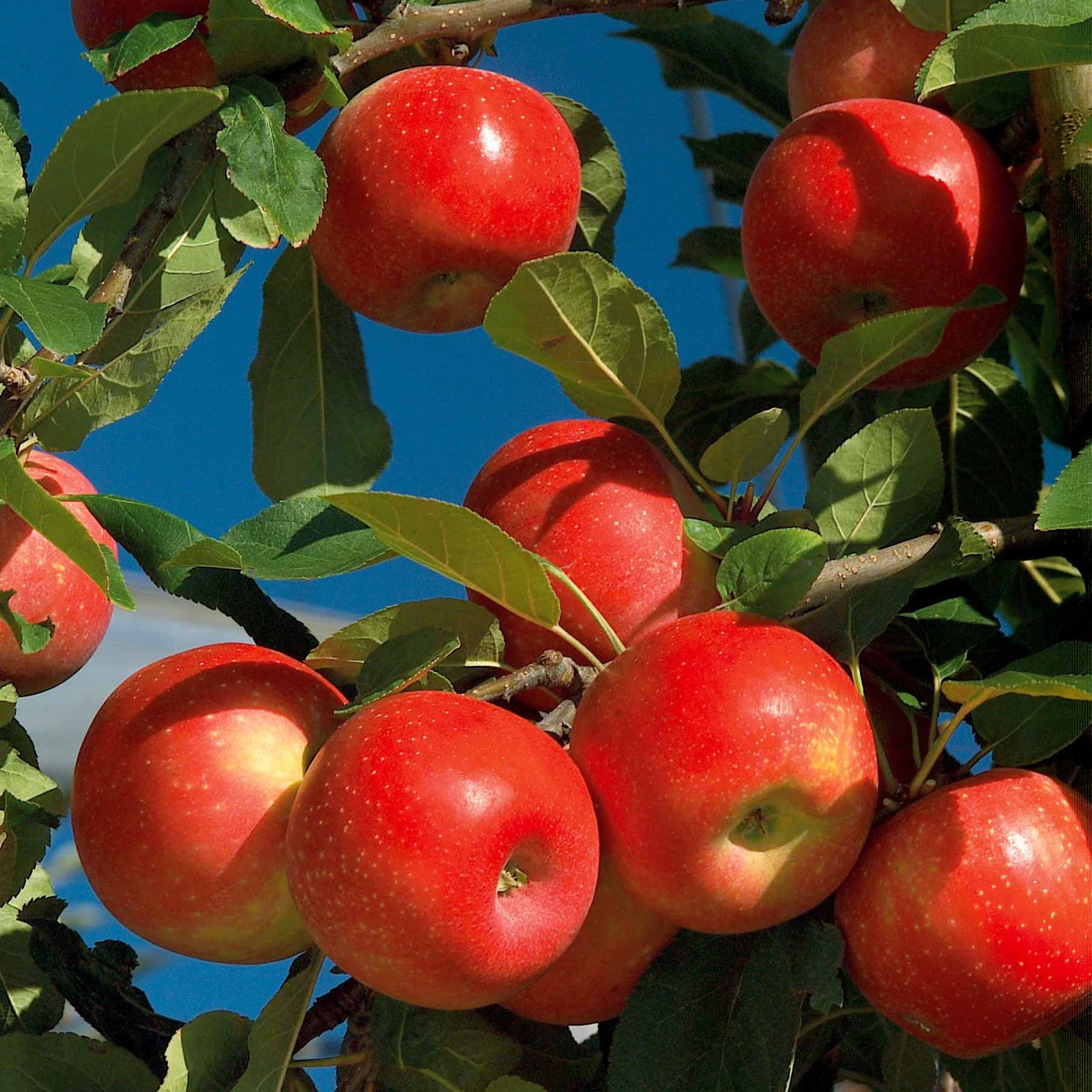 Pommier Ariane - Malus domestica ariane - Plantes