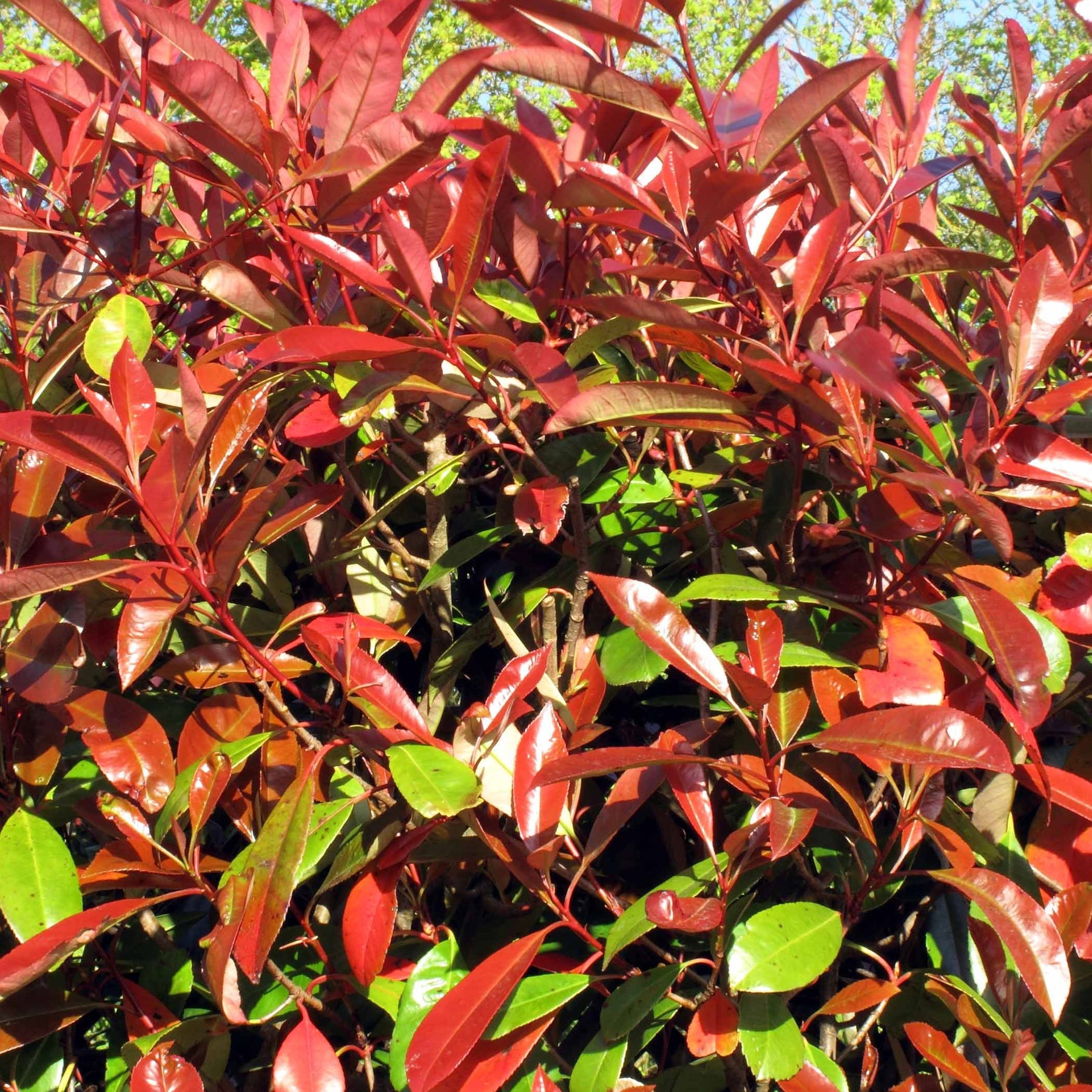 6 Photinias Red Robin - Haie de 5 m linéaire - Photinia fraseri red robin