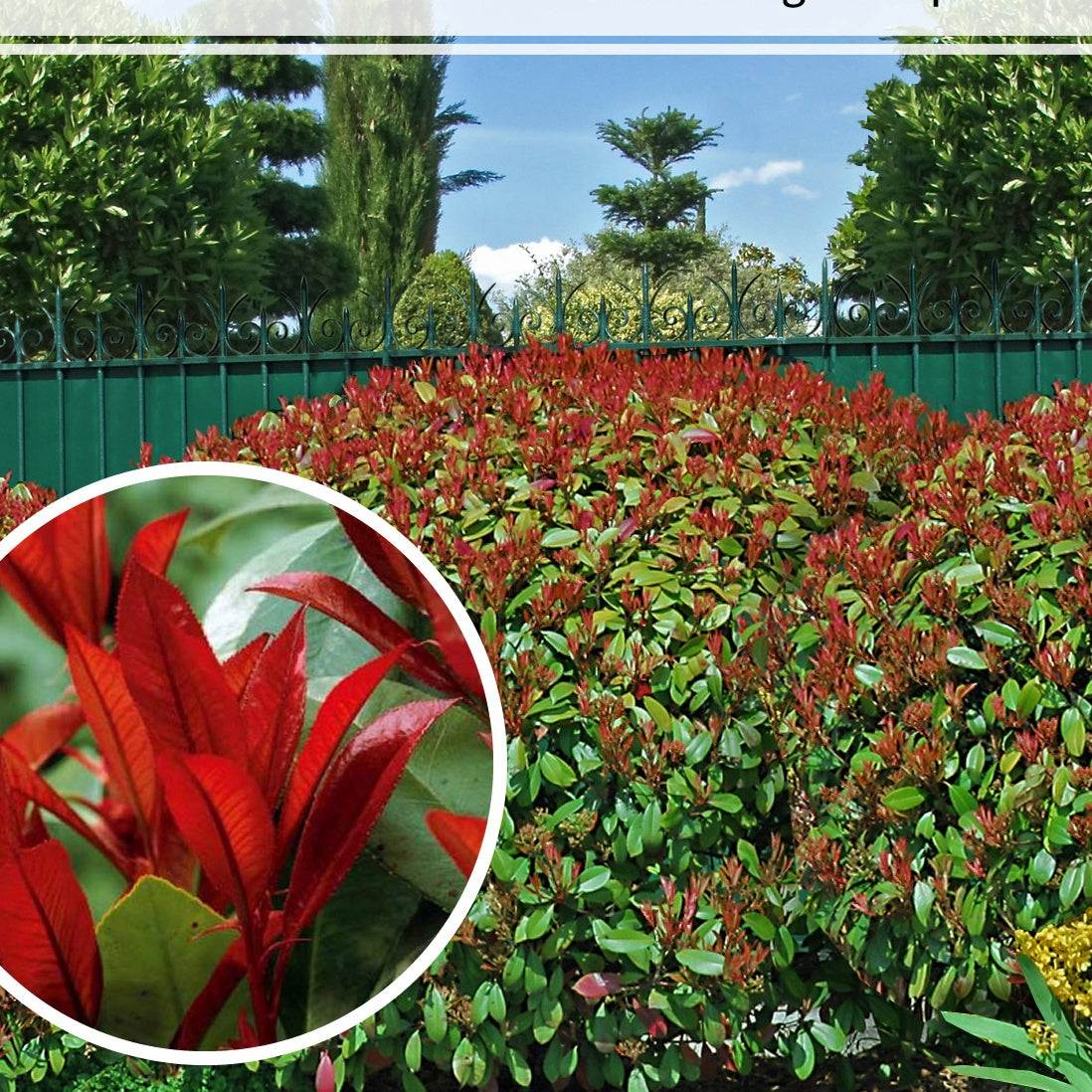 6 Photinias Red Robin - Haie de 5 m linéaire - Photinia fraseri red robin - Plantes