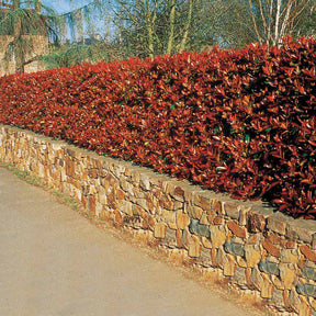 6 Photinias Red Robin - Haie de 5 m linéaire - Photinia fraseri red robin - Arbustes