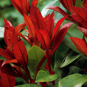 6 Photinias Red Robin - Haie de 5 m linéaire - Photinia fraseri red robin