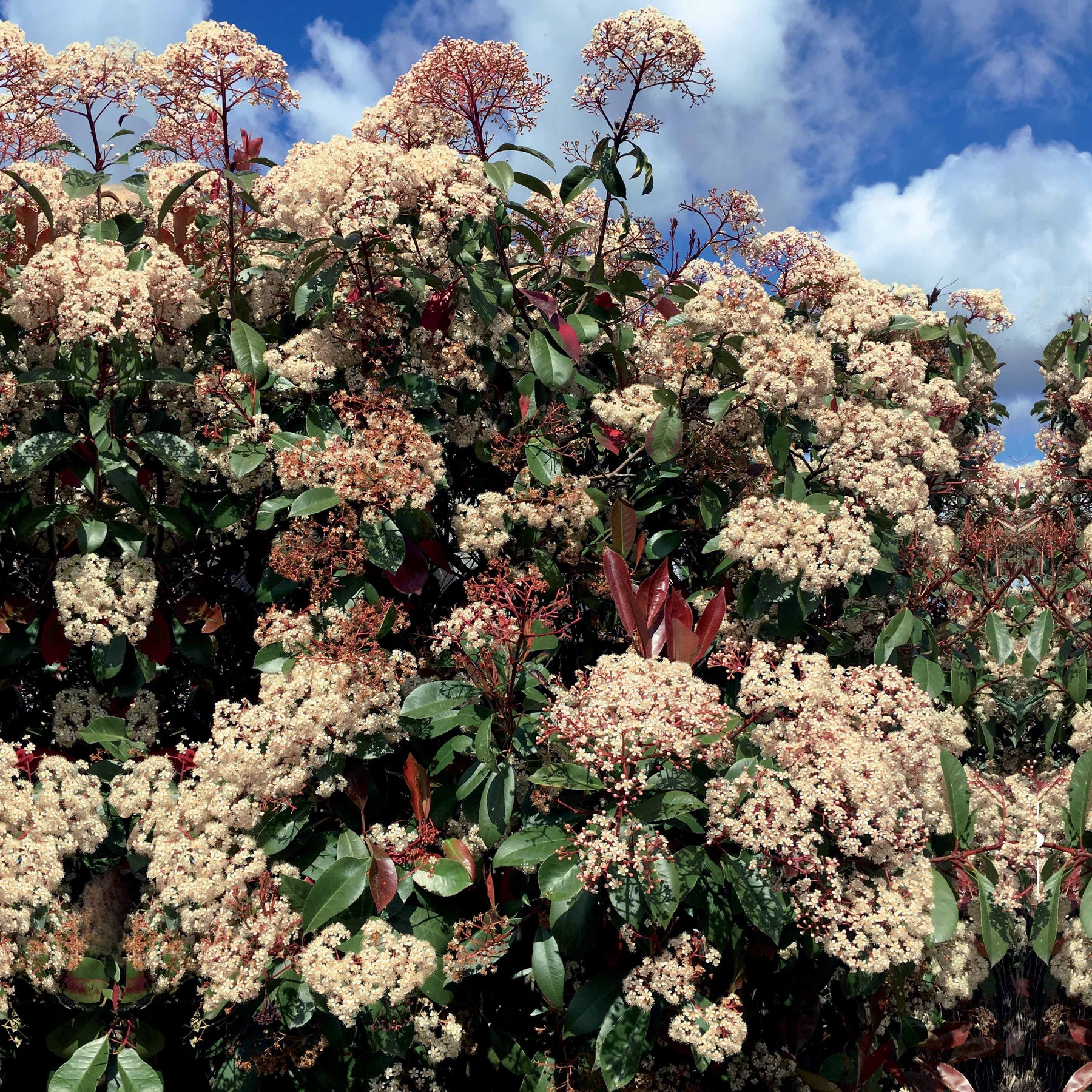 6 Photinias Red Robin - Haie de 5 m linéaire - Photinia fraseri red robin