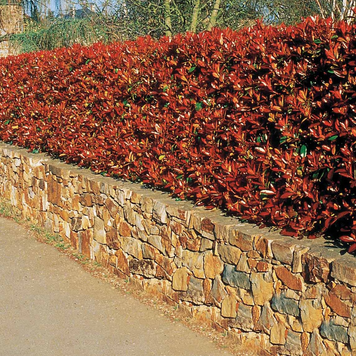 6 Photinias Red Robin - Haie de 5 m linéaire - Photinia fraseri red robin